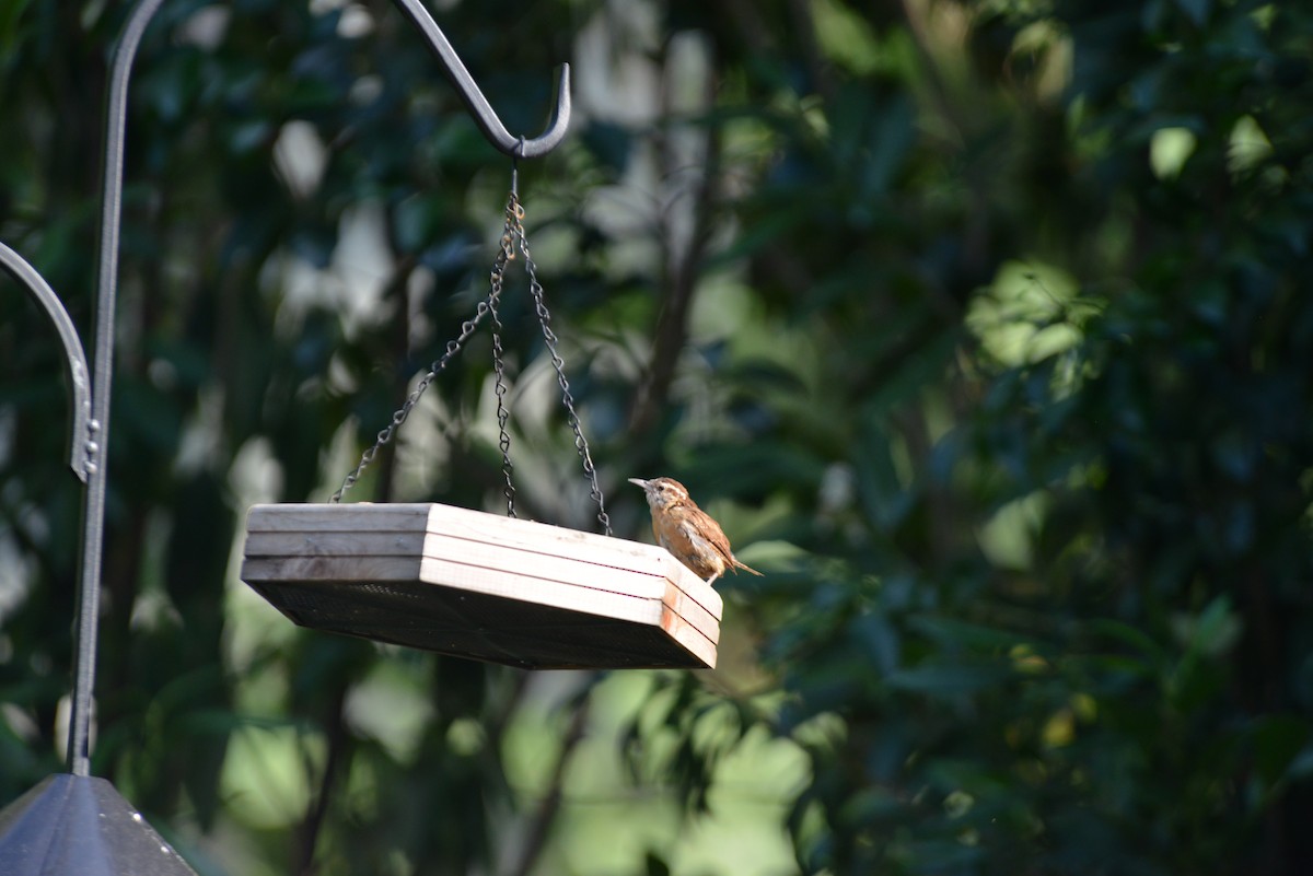 Carolina Wren - ML641870138