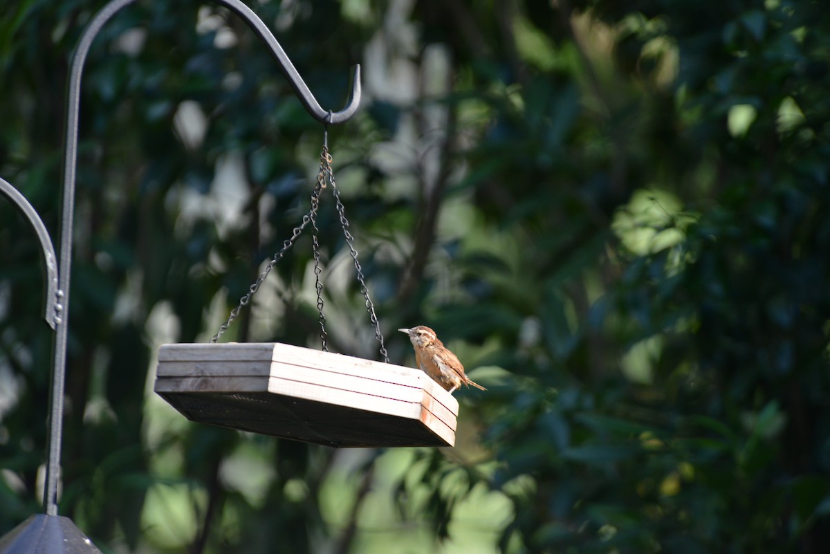 Carolina Wren - ML641870140