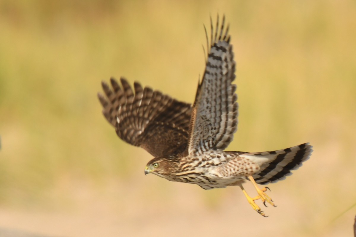 Cooper's Hawk - ML641870141