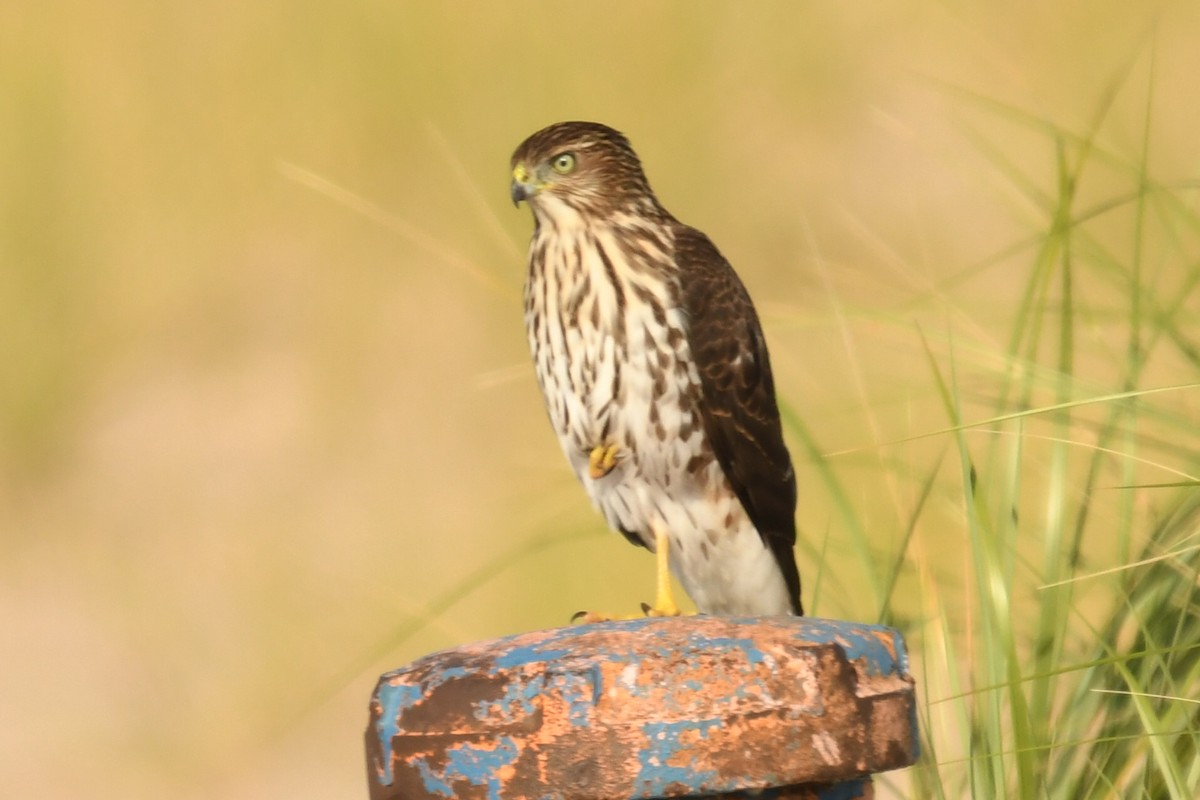 Cooper's Hawk - ML641870142
