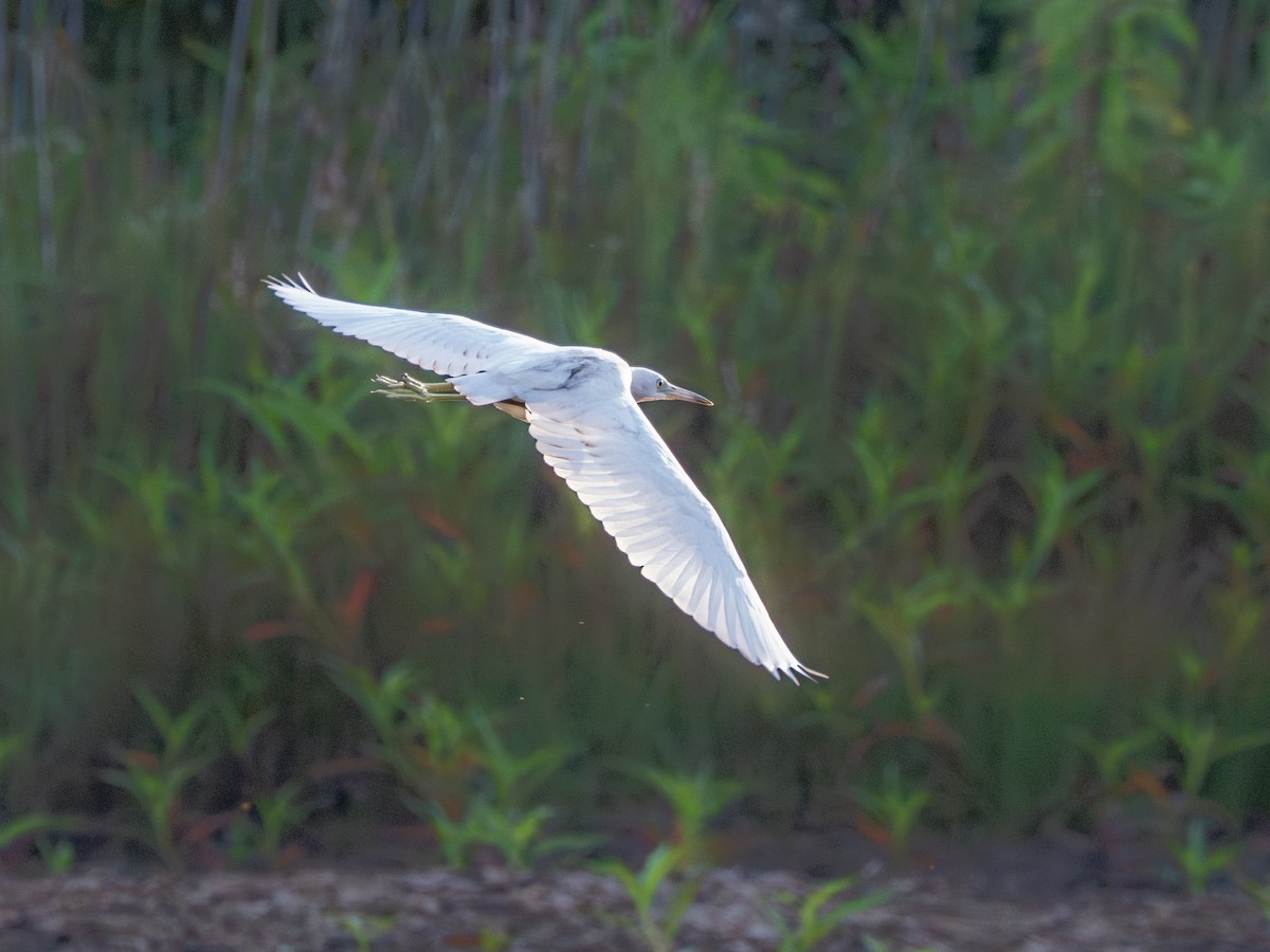 Little Blue Heron - ML641870144