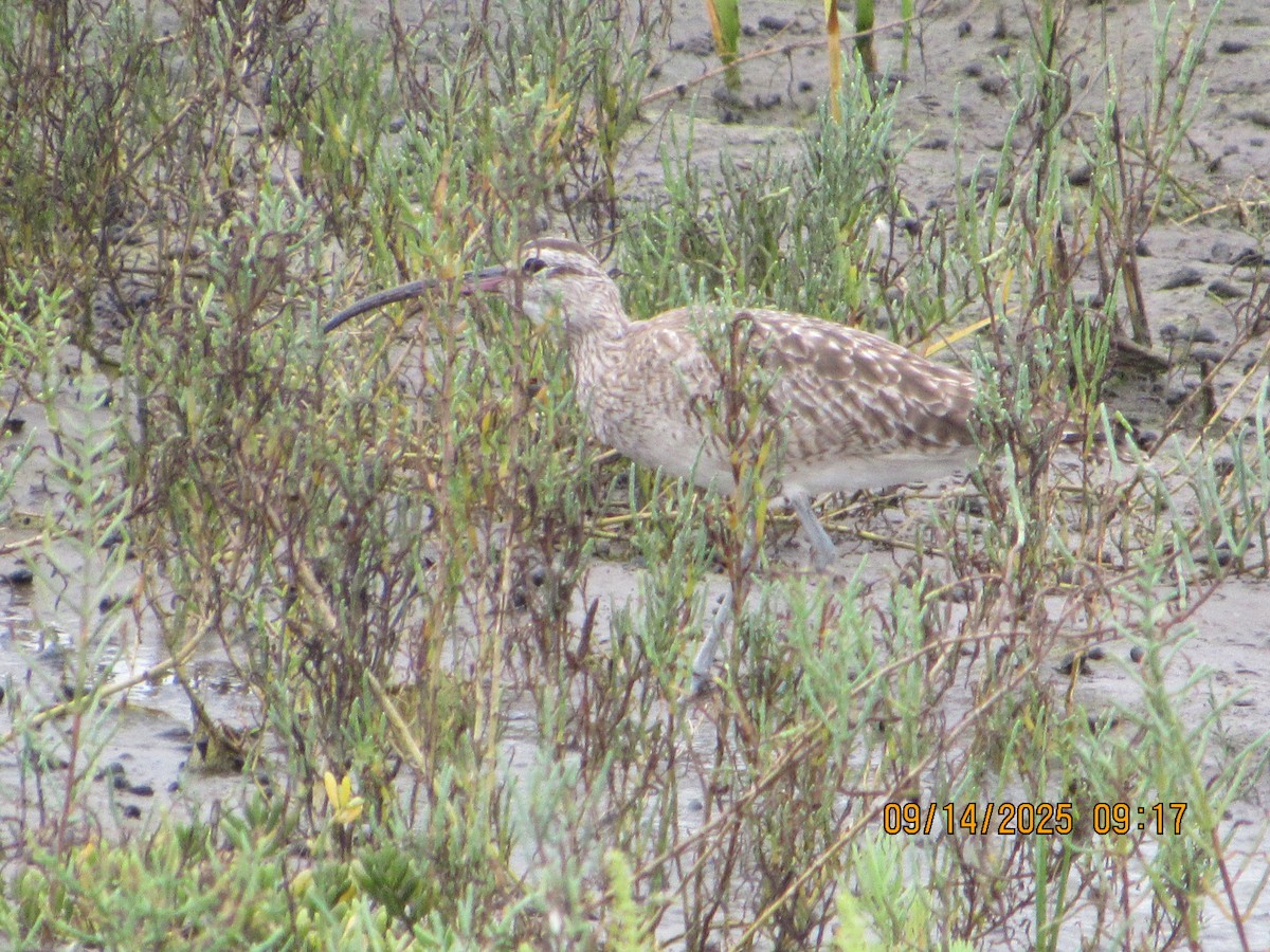 Whimbrel - ML641870145