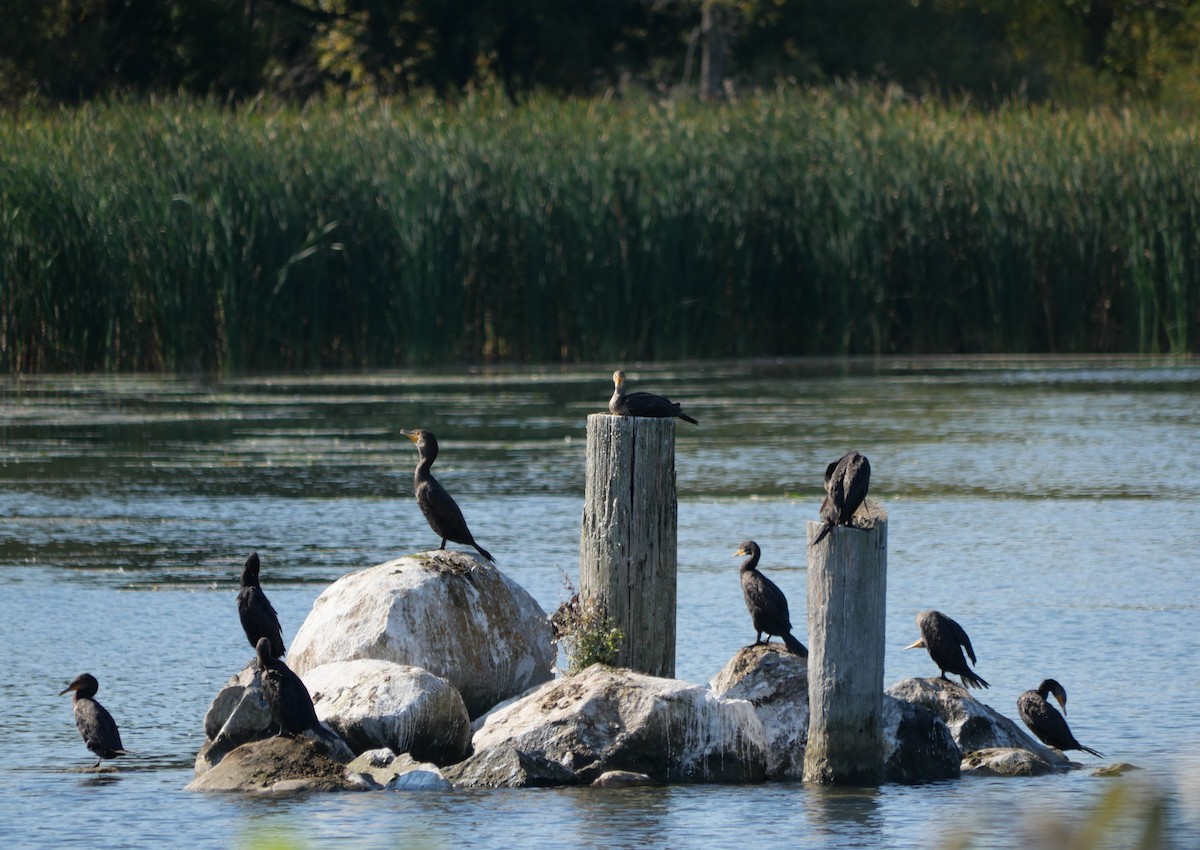 Double-crested Cormorant - ML641870146