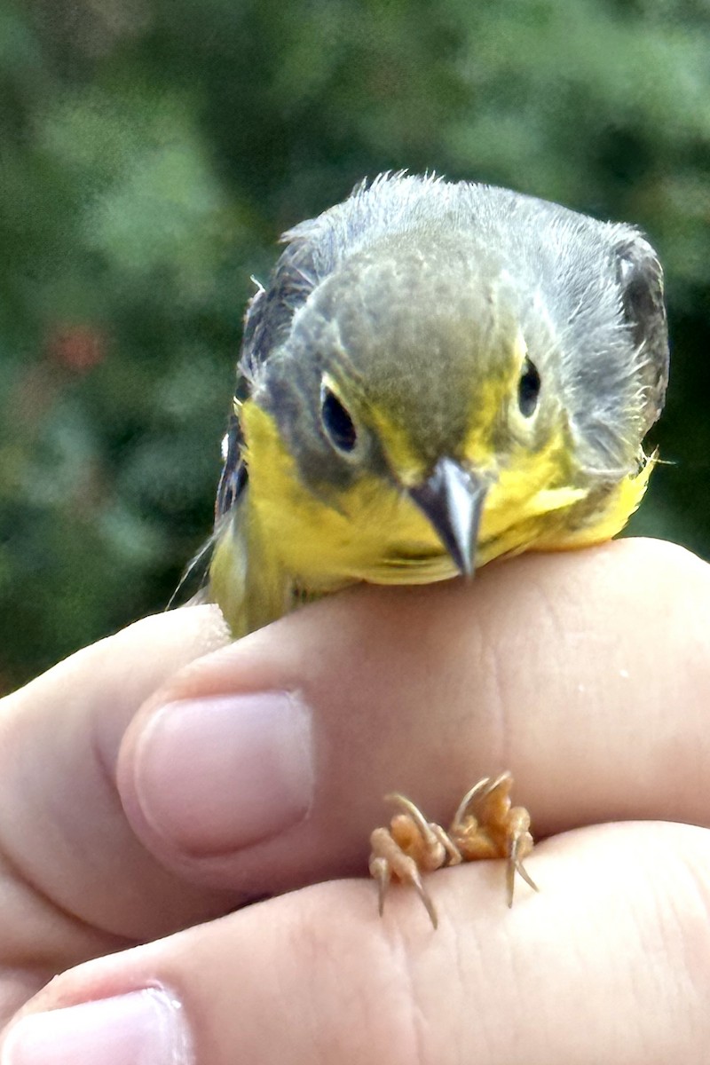 Canada Warbler - ML641870147
