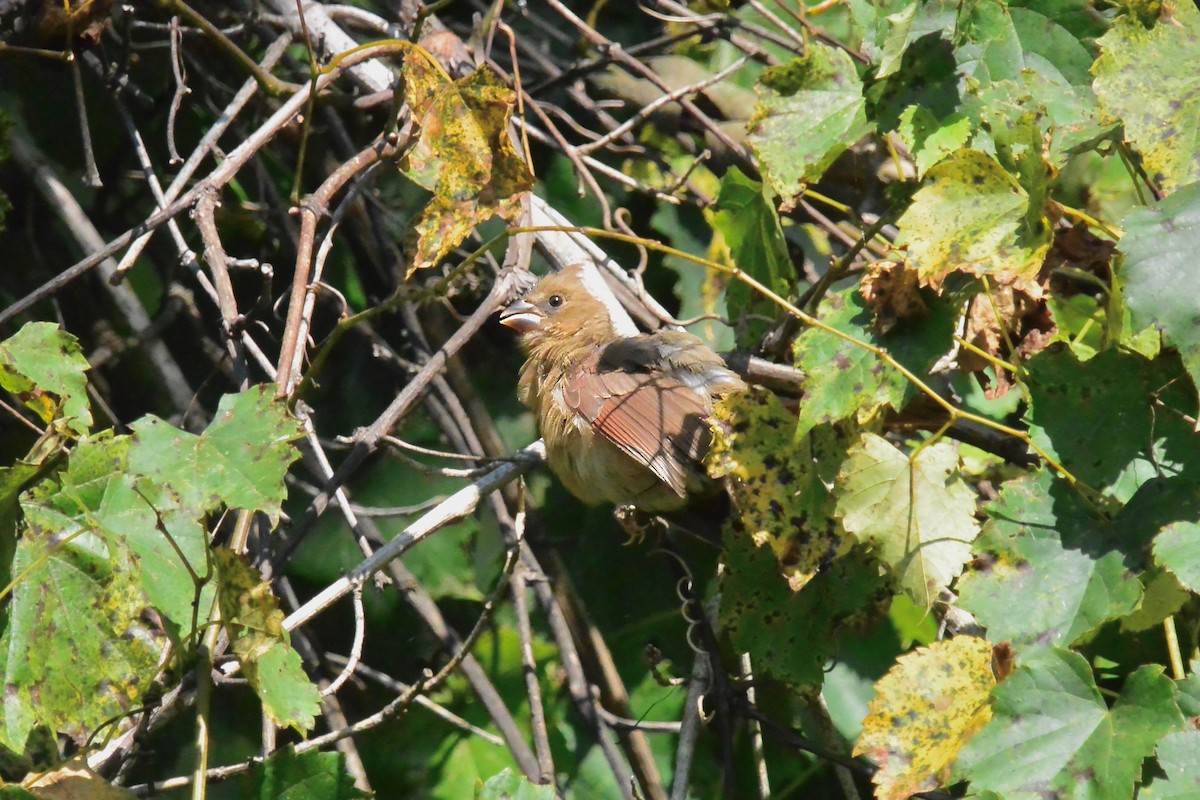 Northern Cardinal - ML641870148