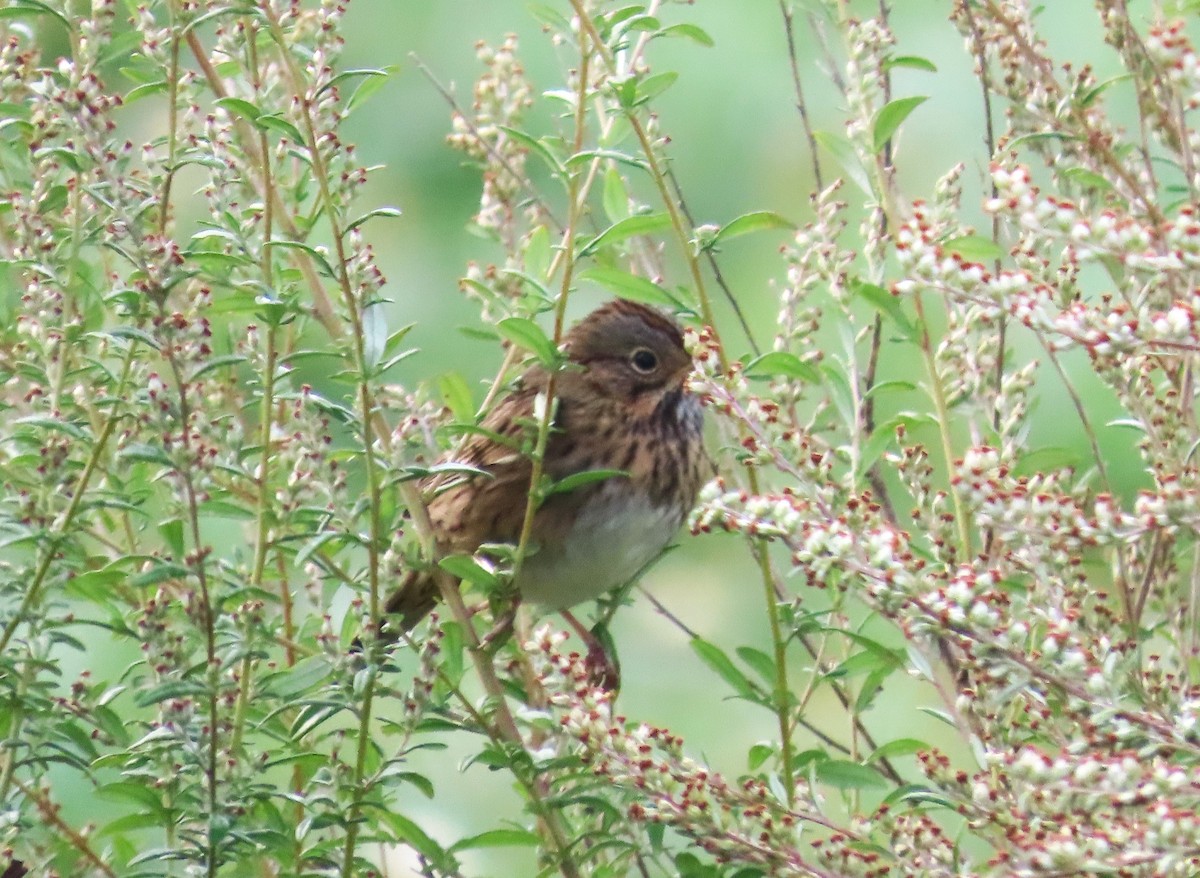 Lincoln's Sparrow - ML641870150