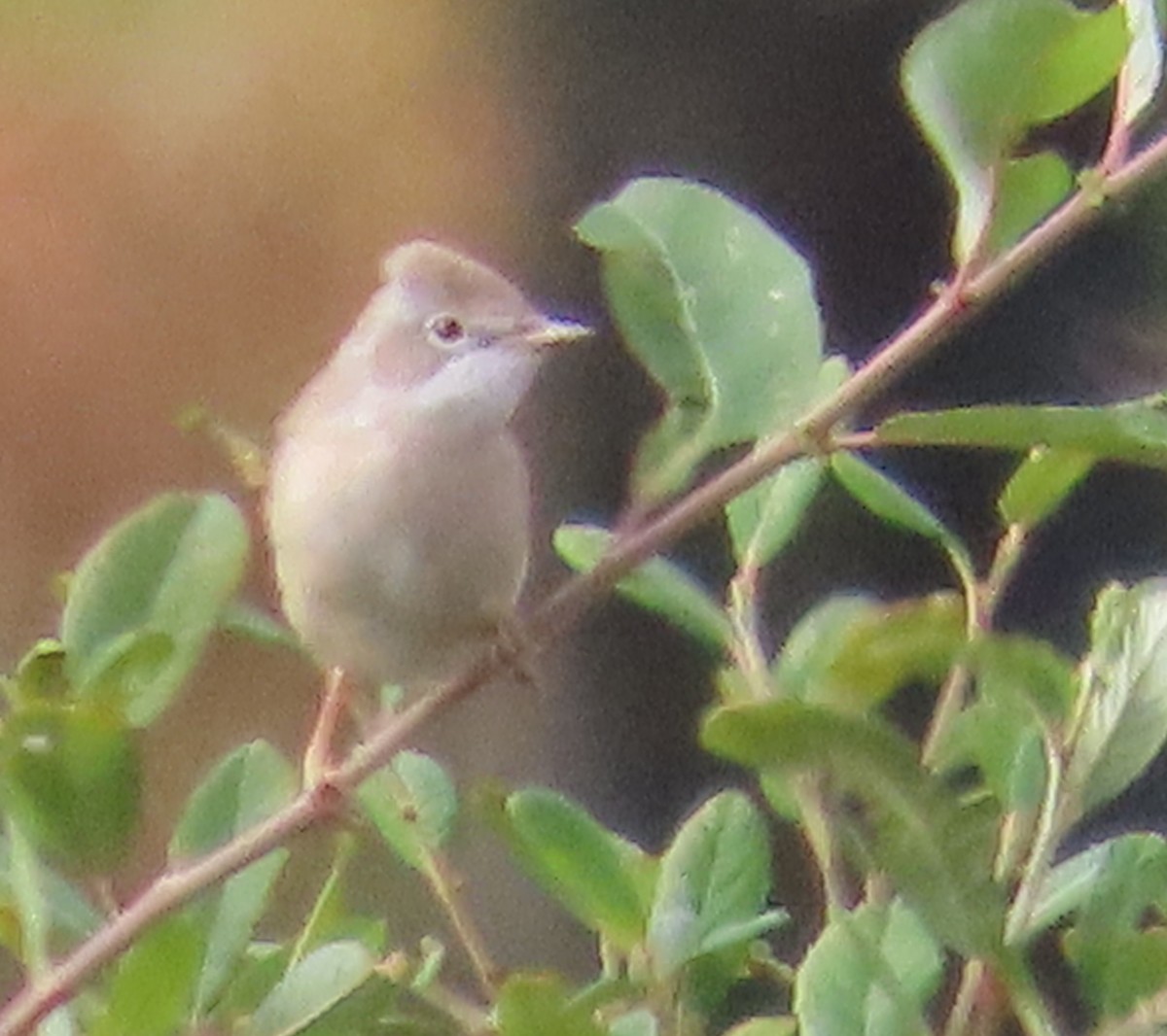Greater Whitethroat - ML641870151