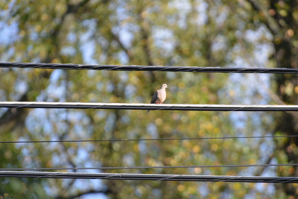 Mourning Dove - ML641870152