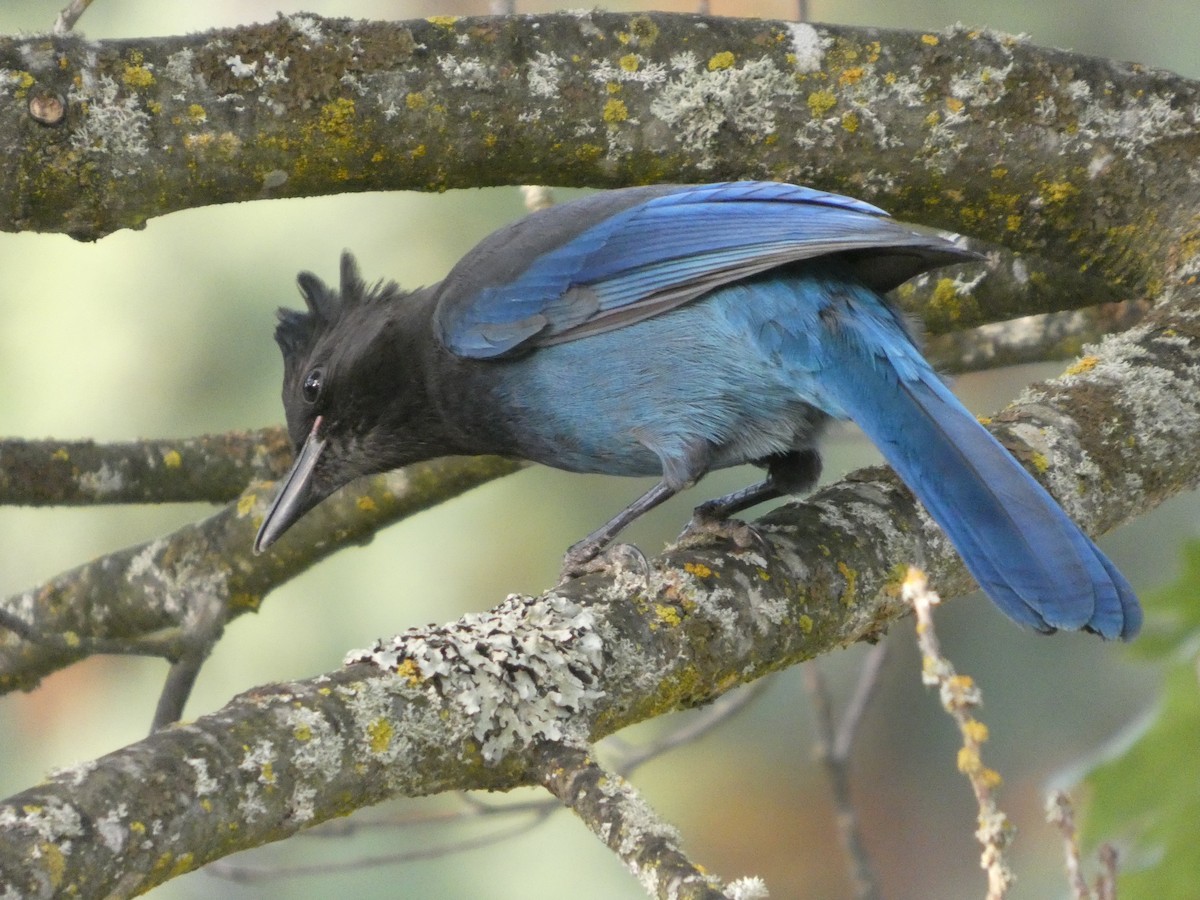 Steller's Jay - ML641870153