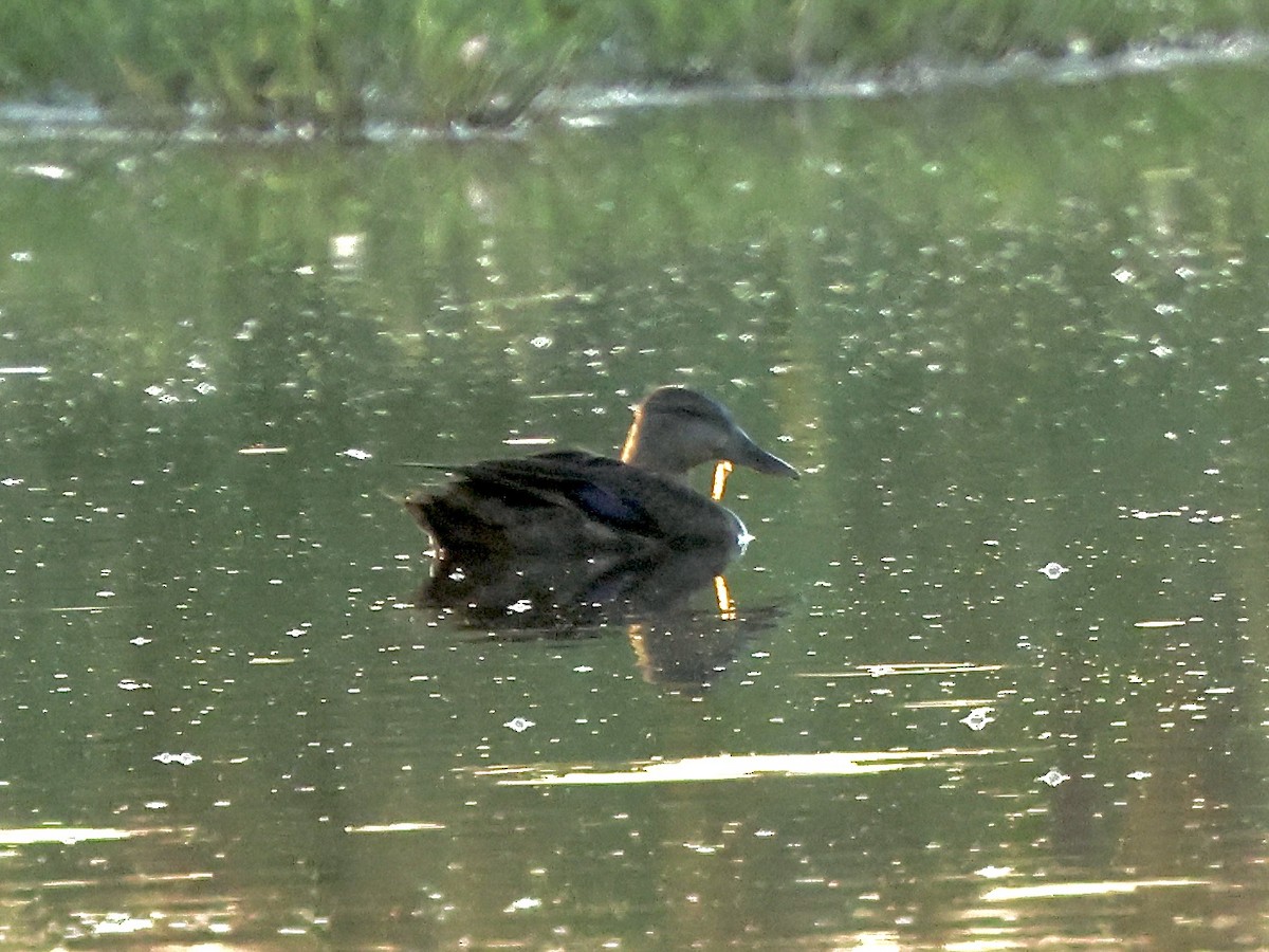 American Black Duck - ML641870154