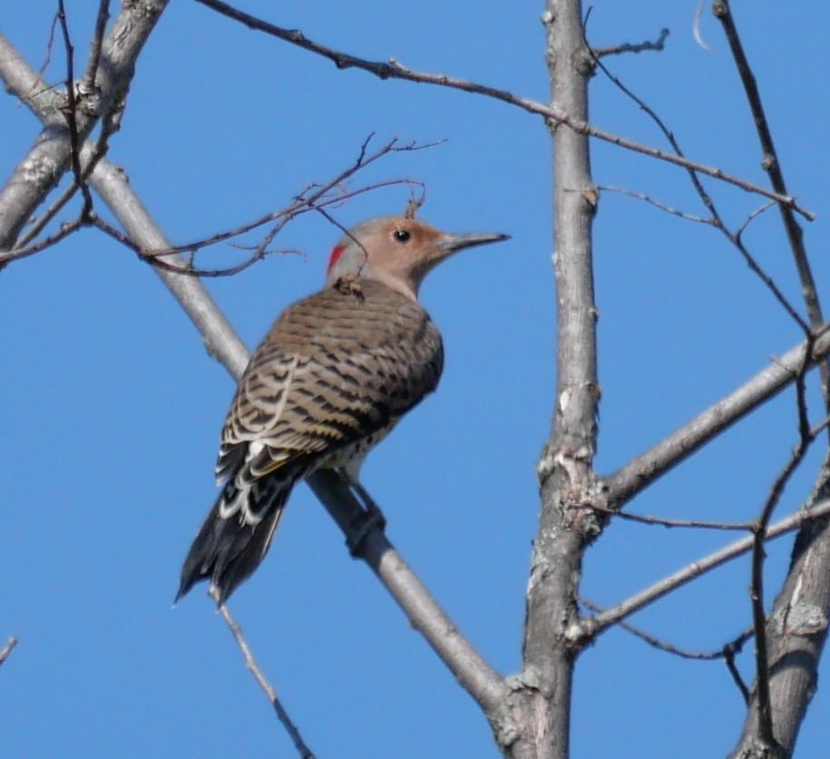 Northern Flicker - ML641870156
