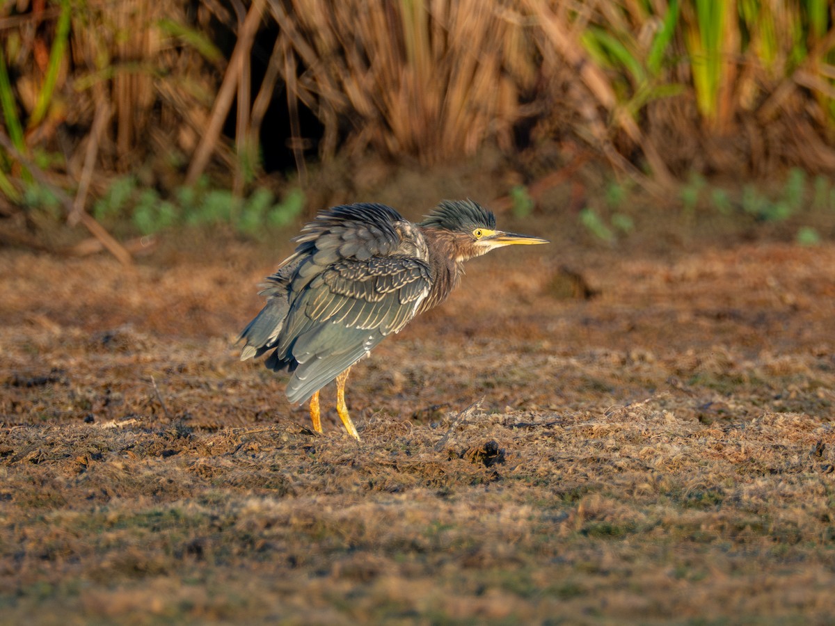 Green Heron - ML641870158