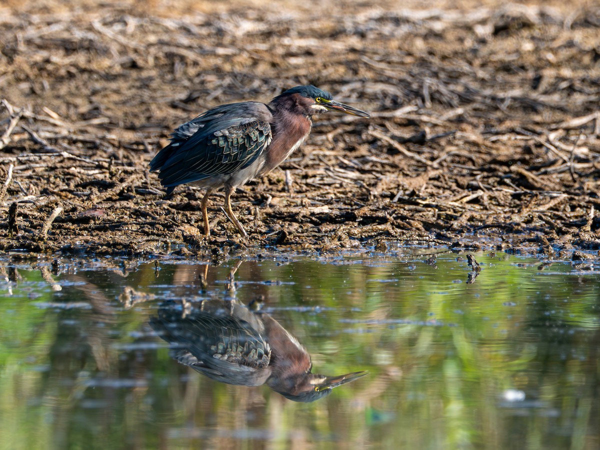 Green Heron - ML641870159