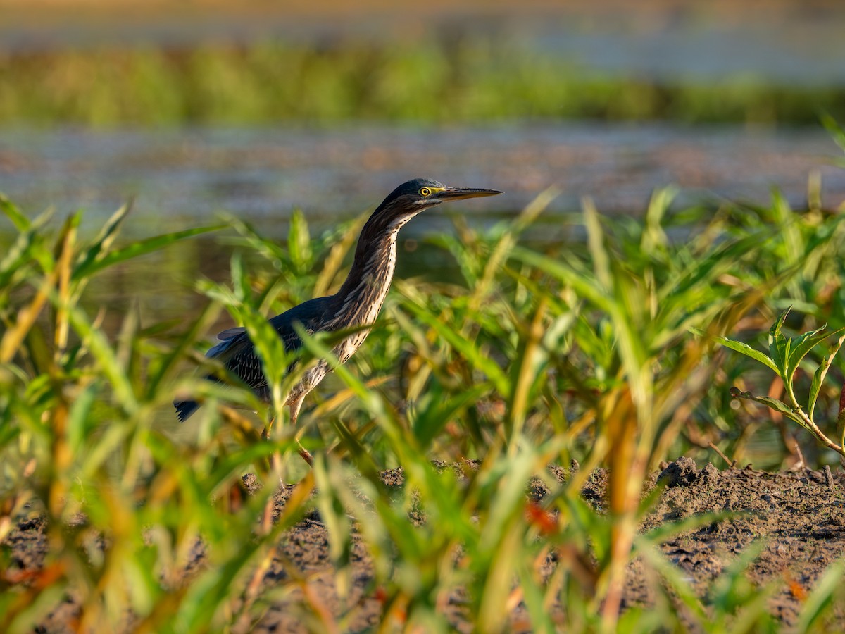 Green Heron - ML641870160