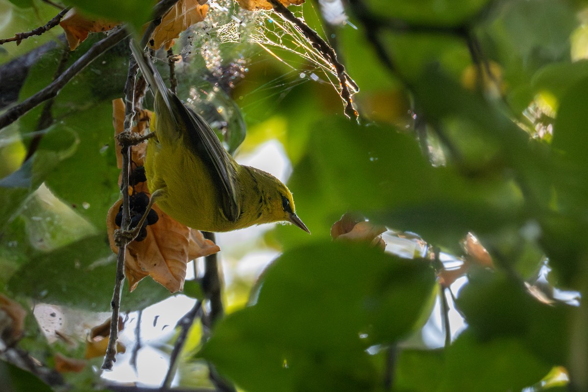 Blue-winged Warbler - ML641870163