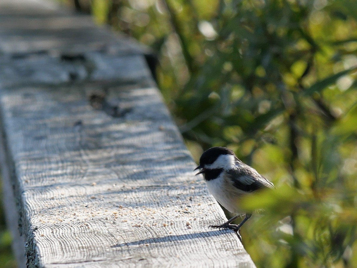 Black-capped Chickadee - ML641870169