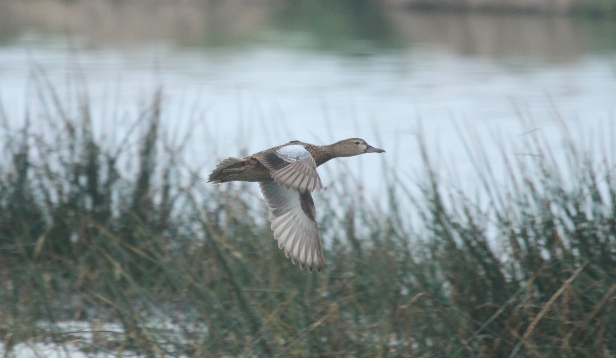 Cinnamon Teal - ML641870173