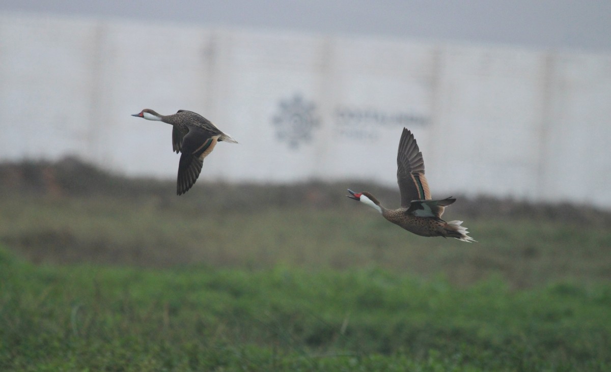 White-cheeked Pintail - ML641870179