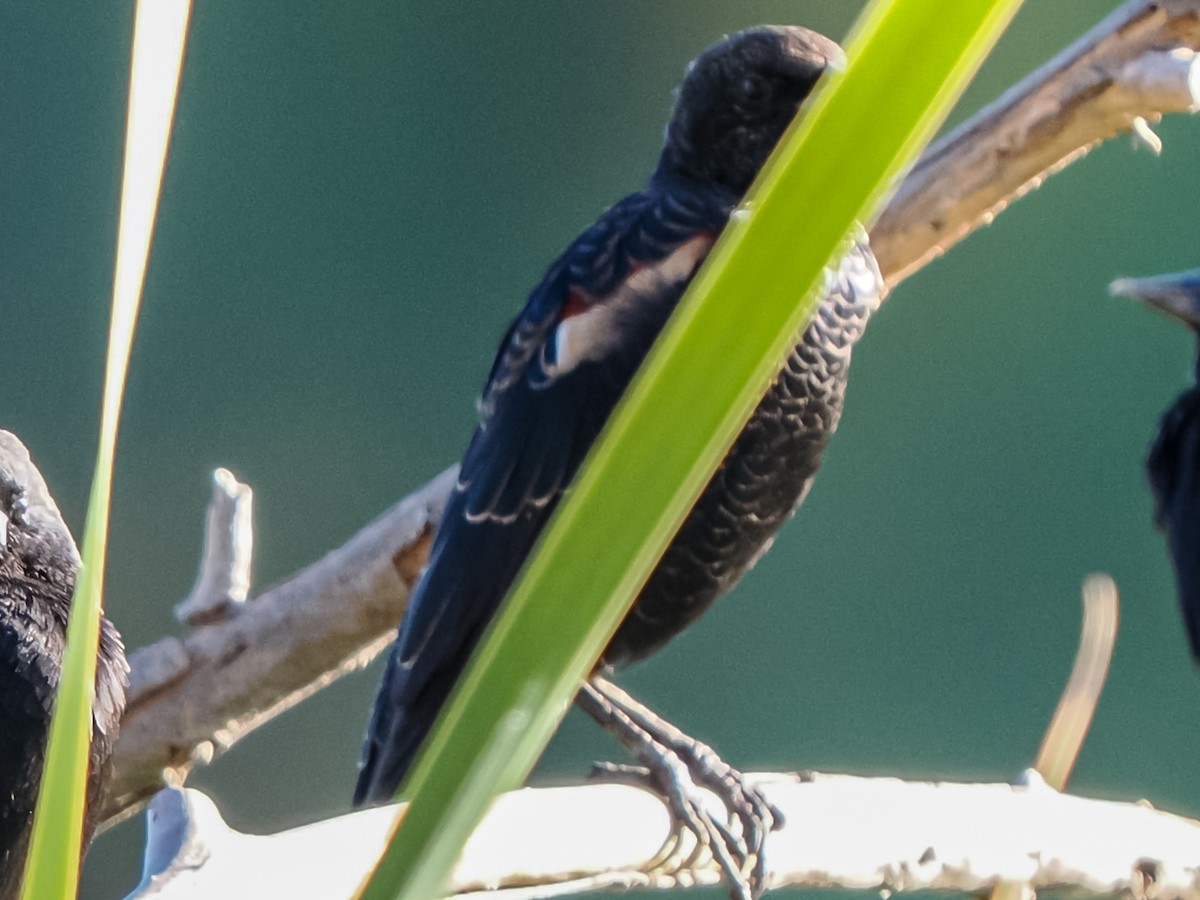 Tricolored Blackbird - ML641870214