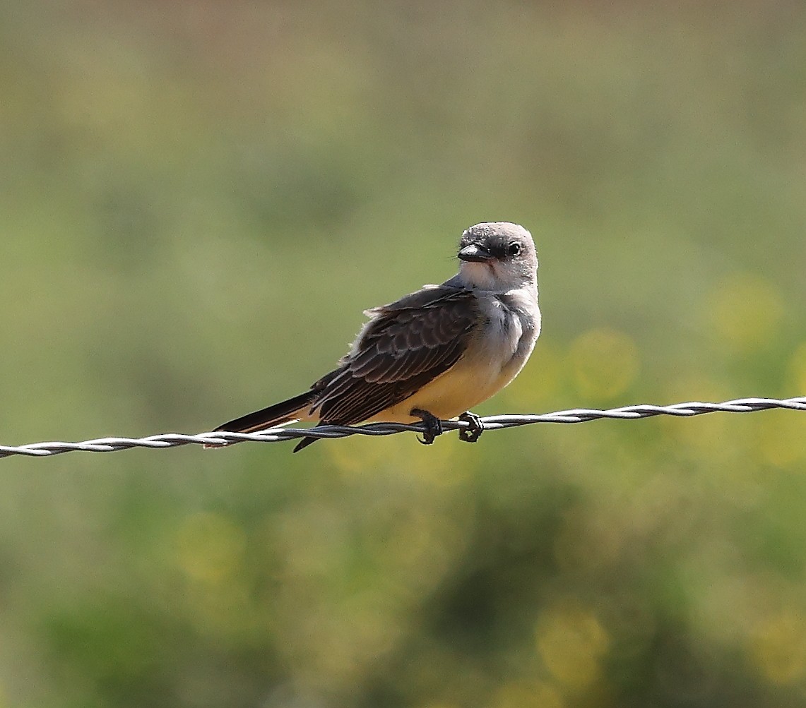 Western Kingbird - ML641870258