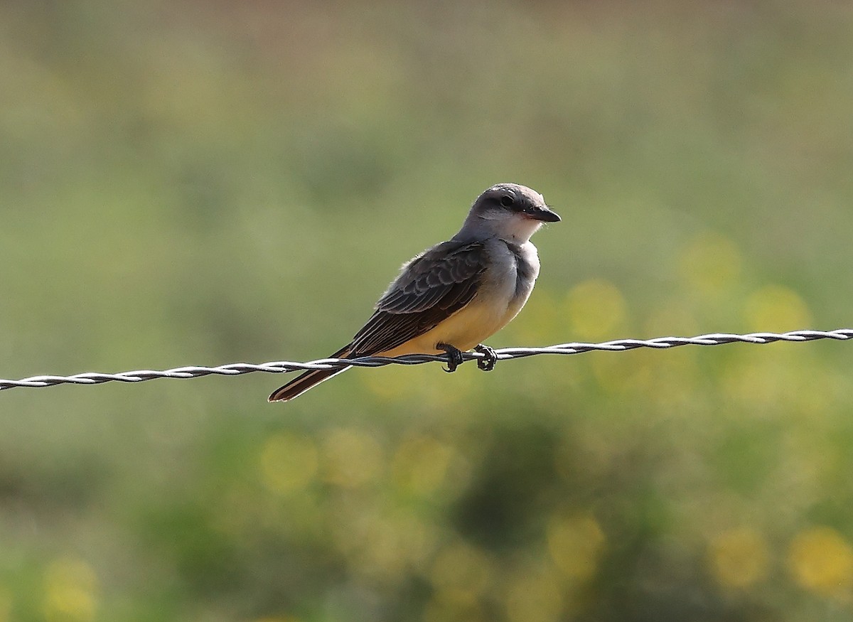Western Kingbird - ML641870259