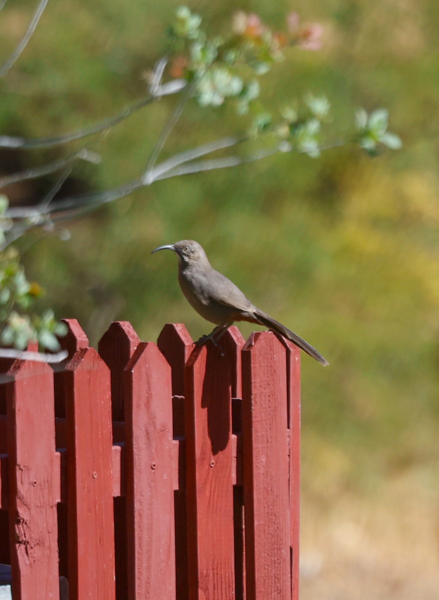 Crissal Thrasher - ML641870272