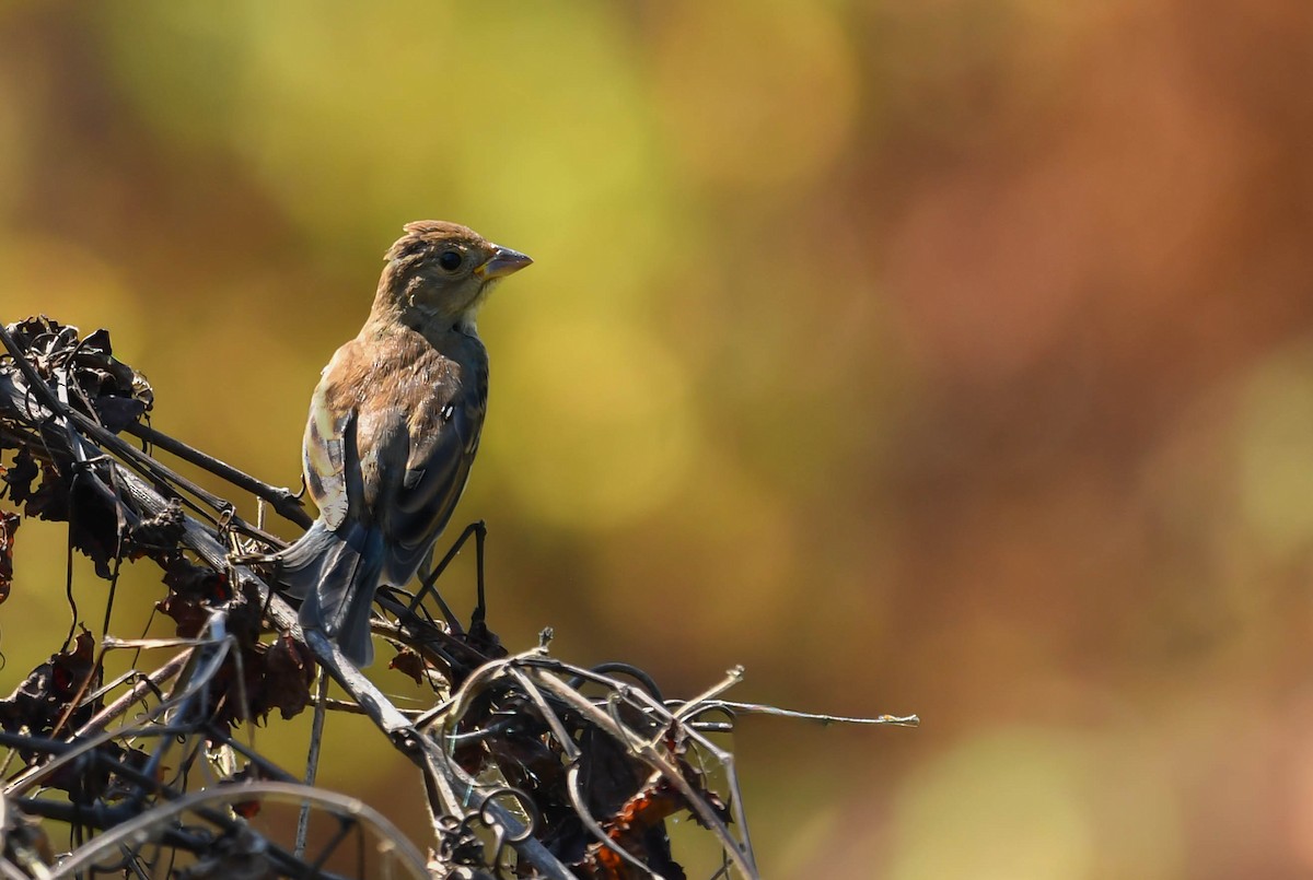 Indigo Bunting - ML641870273