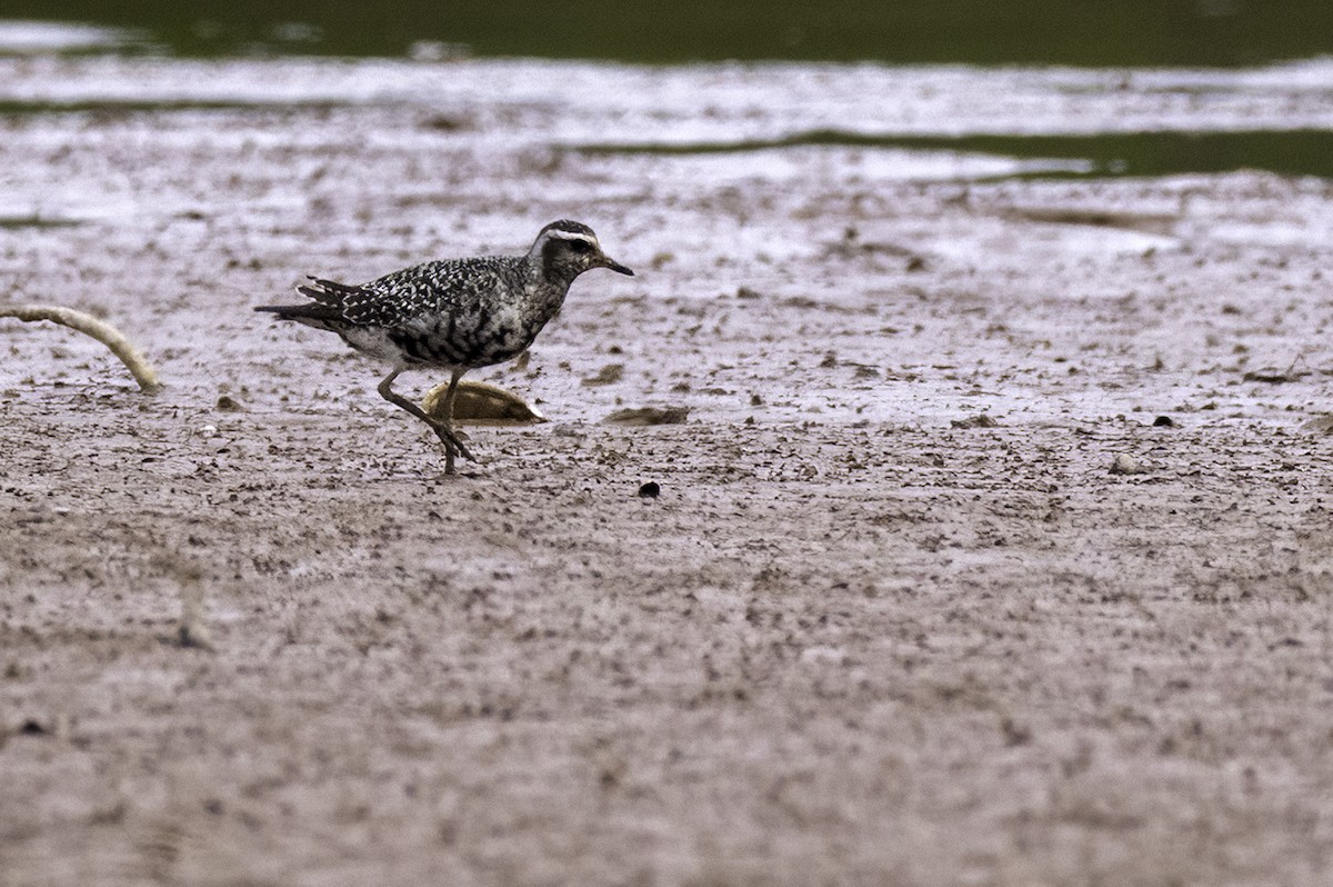 American Golden-Plover - ML641870294