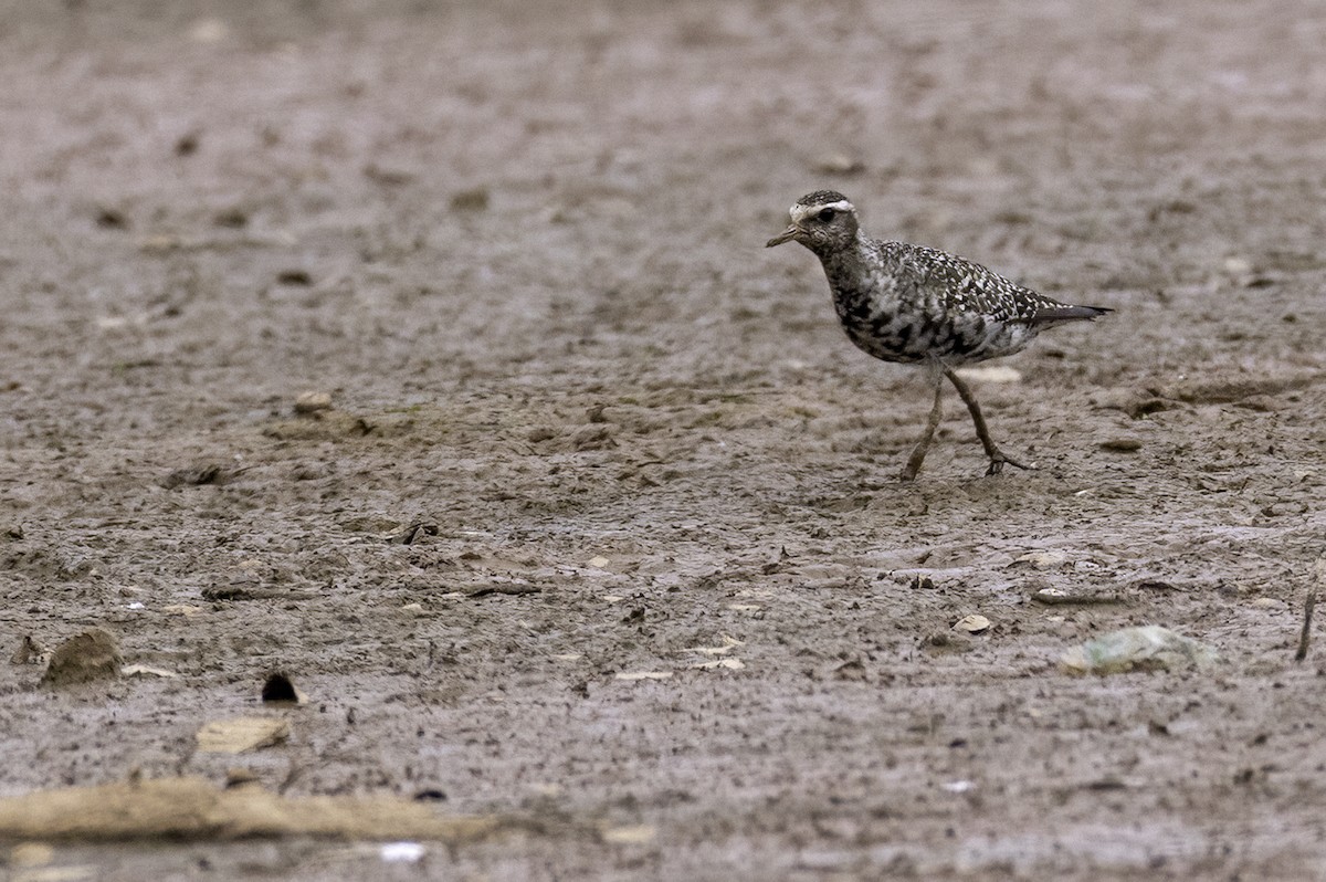American Golden-Plover - ML641870295