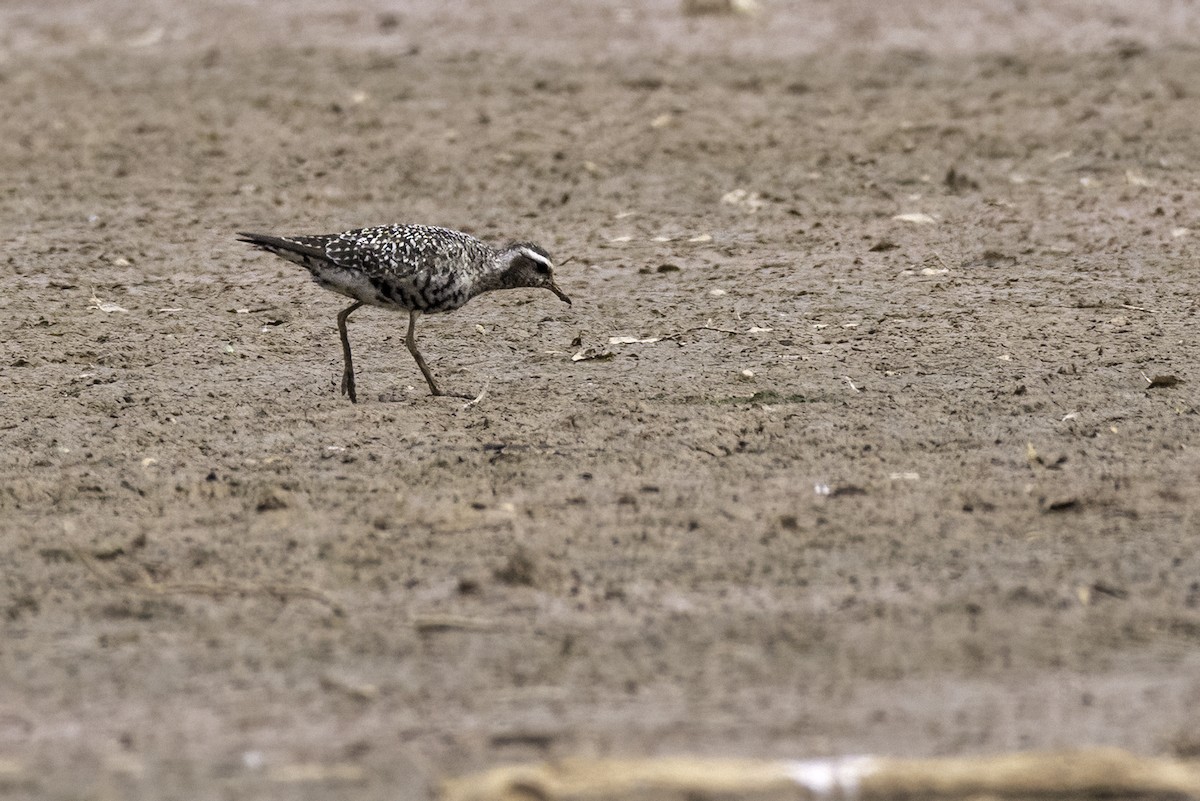 American Golden-Plover - ML641870296