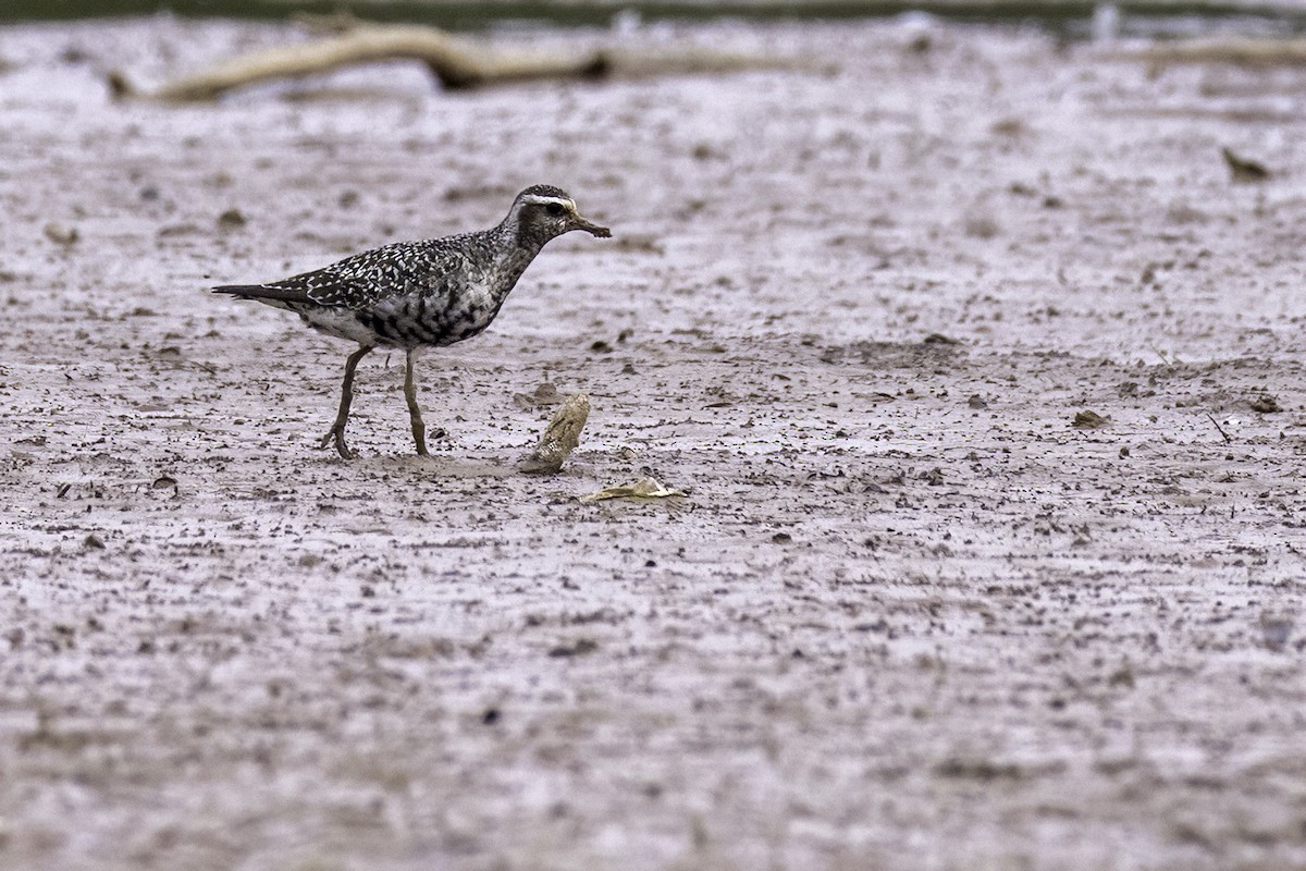 American Golden-Plover - ML641870297
