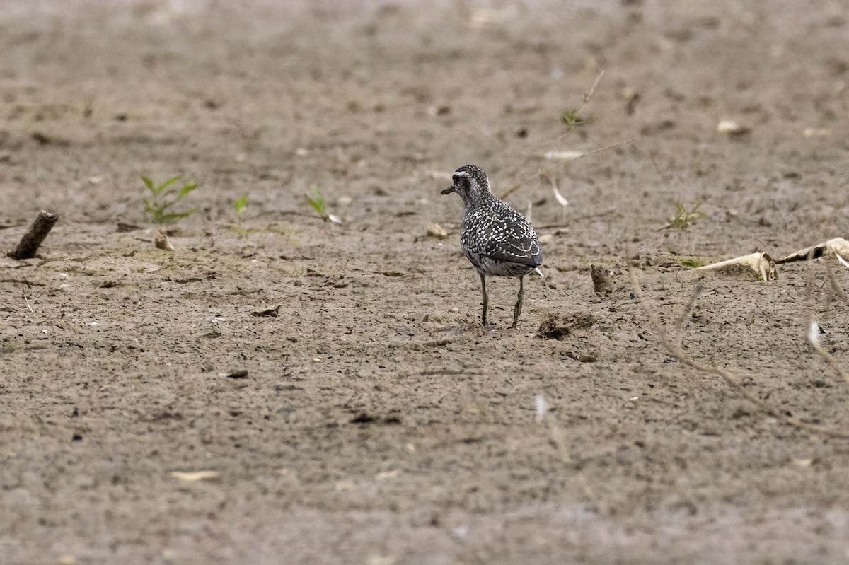 American Golden-Plover - ML641870298