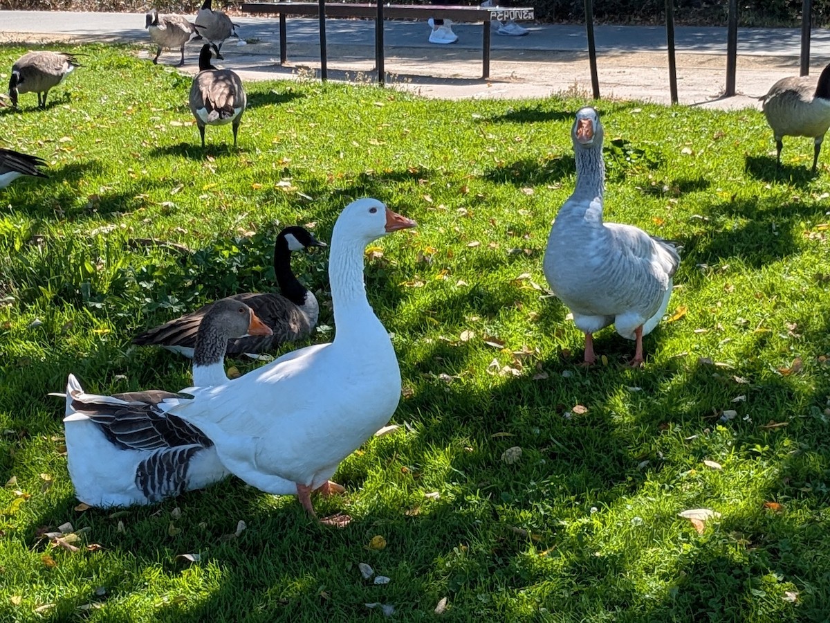 Graylag Goose (Domestic type) - ML641870316