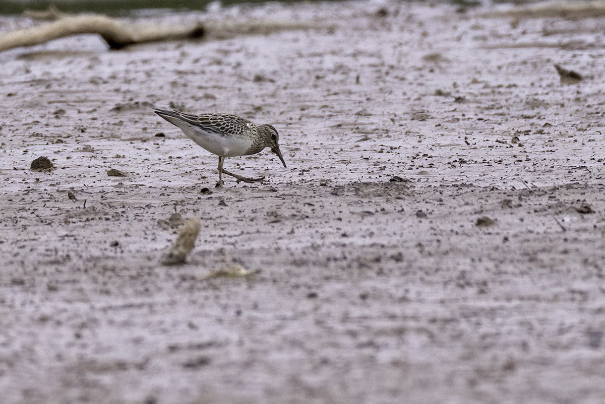 Pectoral Sandpiper - ML641870317