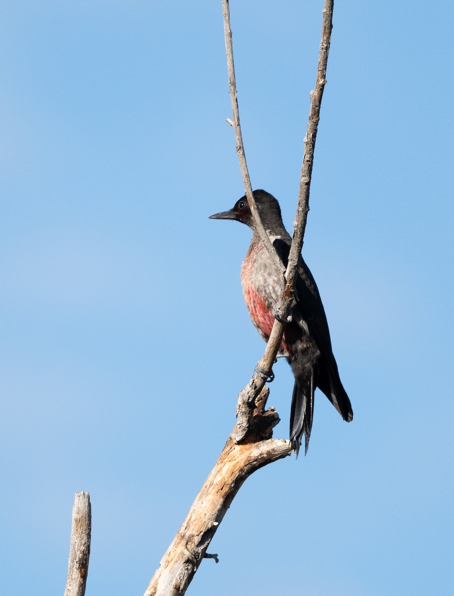 Lewis's Woodpecker - ML641870324