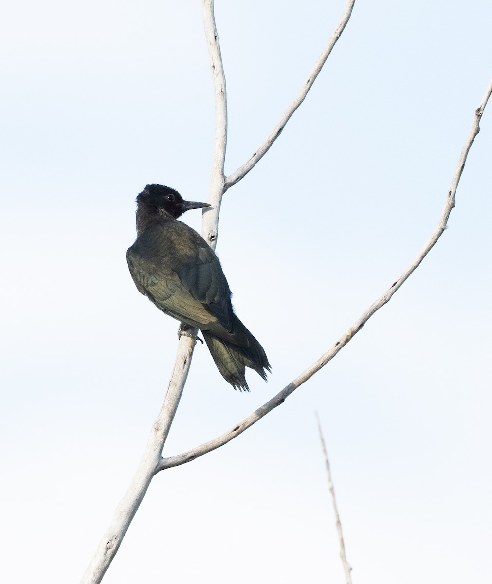 Lewis's Woodpecker - ML641870326