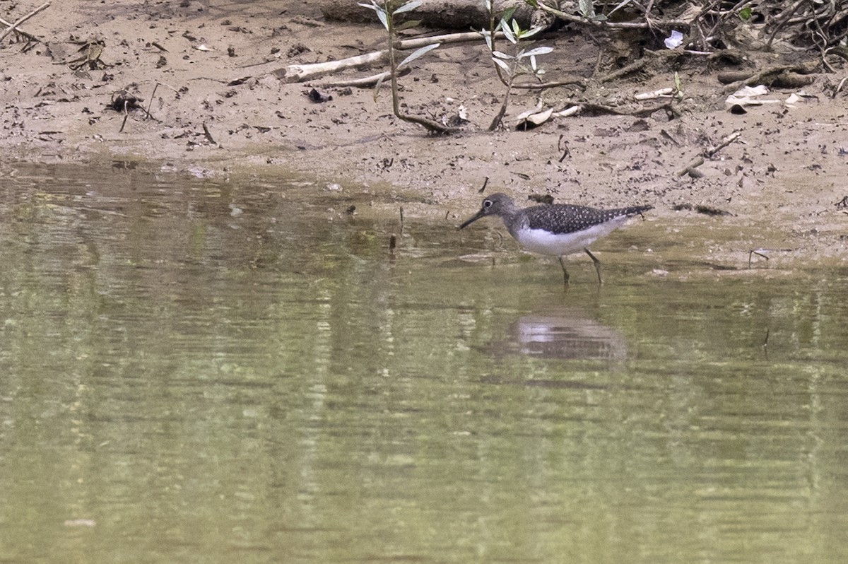 Solitary Sandpiper - ML641870327