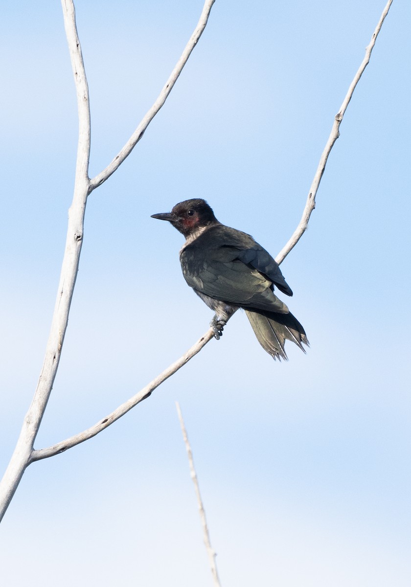 Lewis's Woodpecker - ML641870330