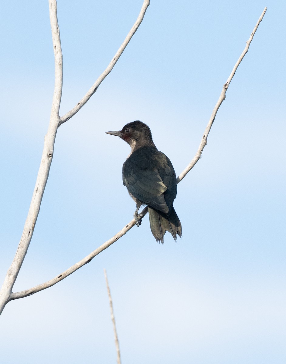 Lewis's Woodpecker - ML641870342