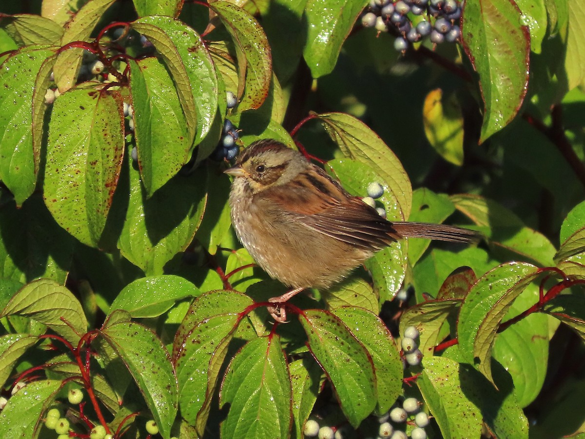 Swamp Sparrow - ML641870346