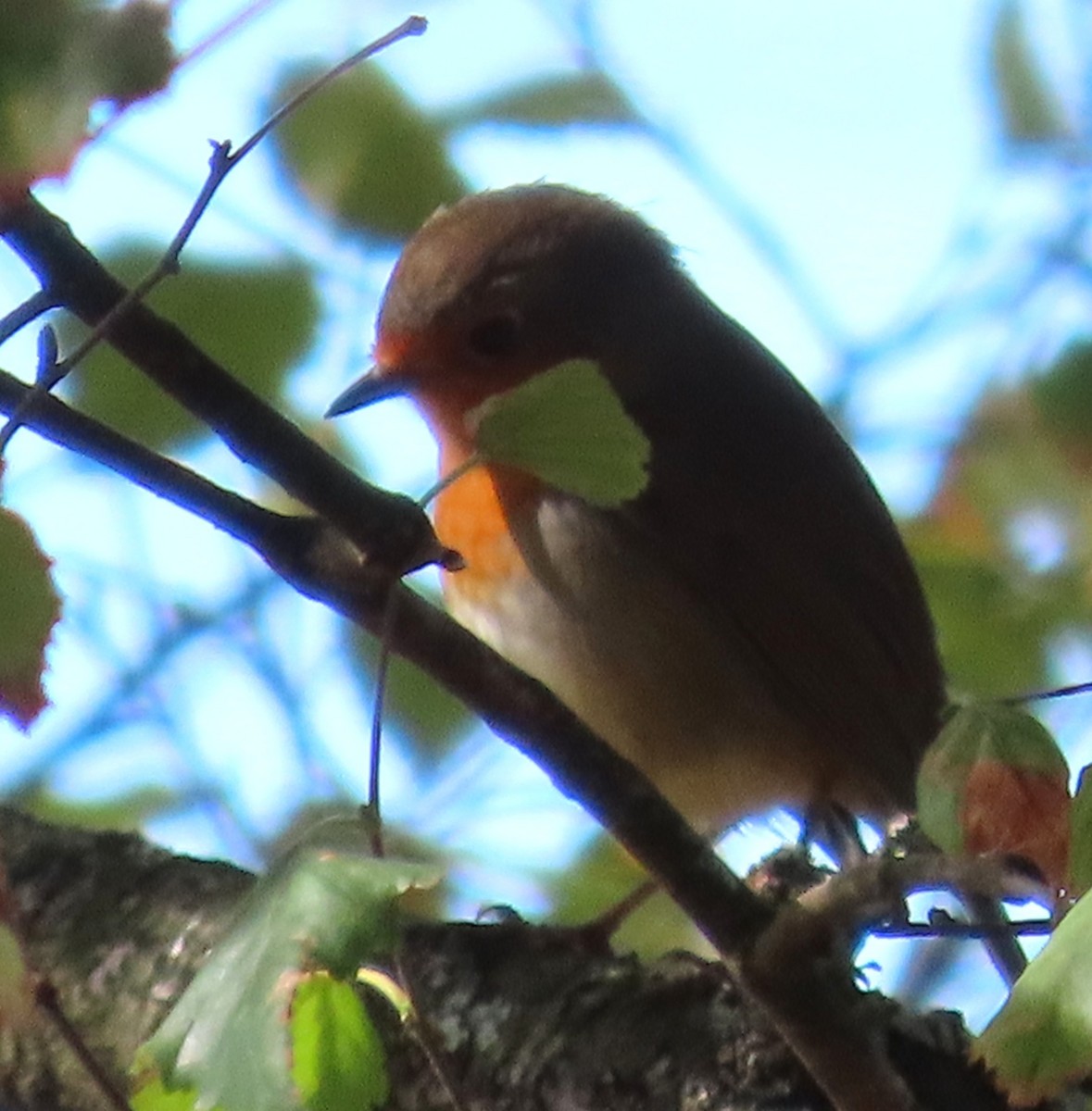 European Robin - ML641870356