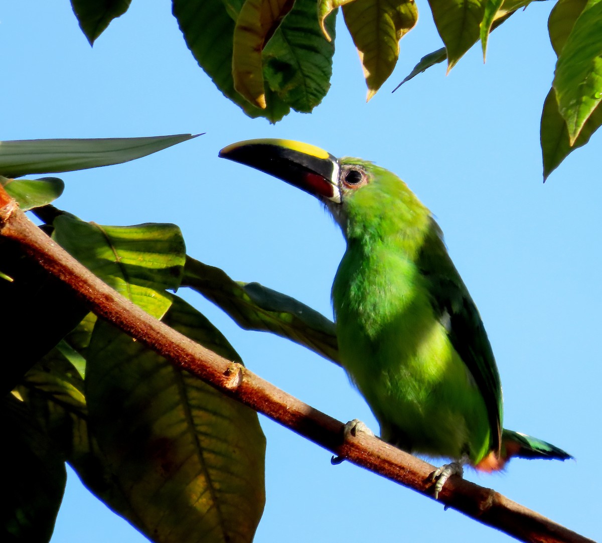 Southern Emerald-Toucanet (Gray-throated) - ML641870386