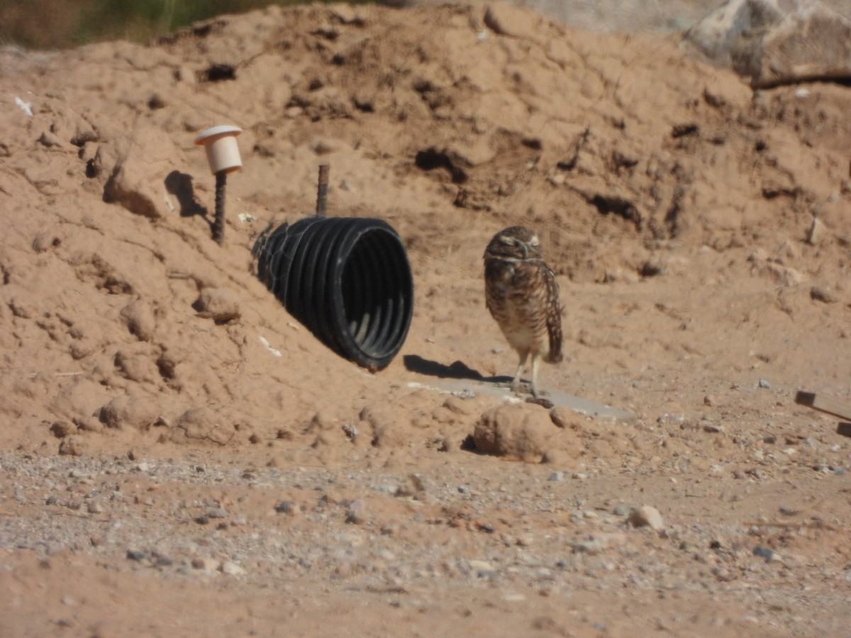 Burrowing Owl - ML641870389