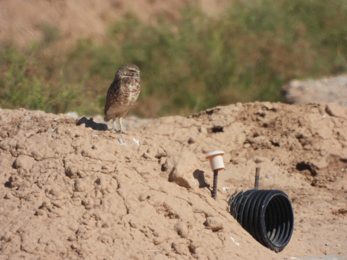 Burrowing Owl - ML641870391