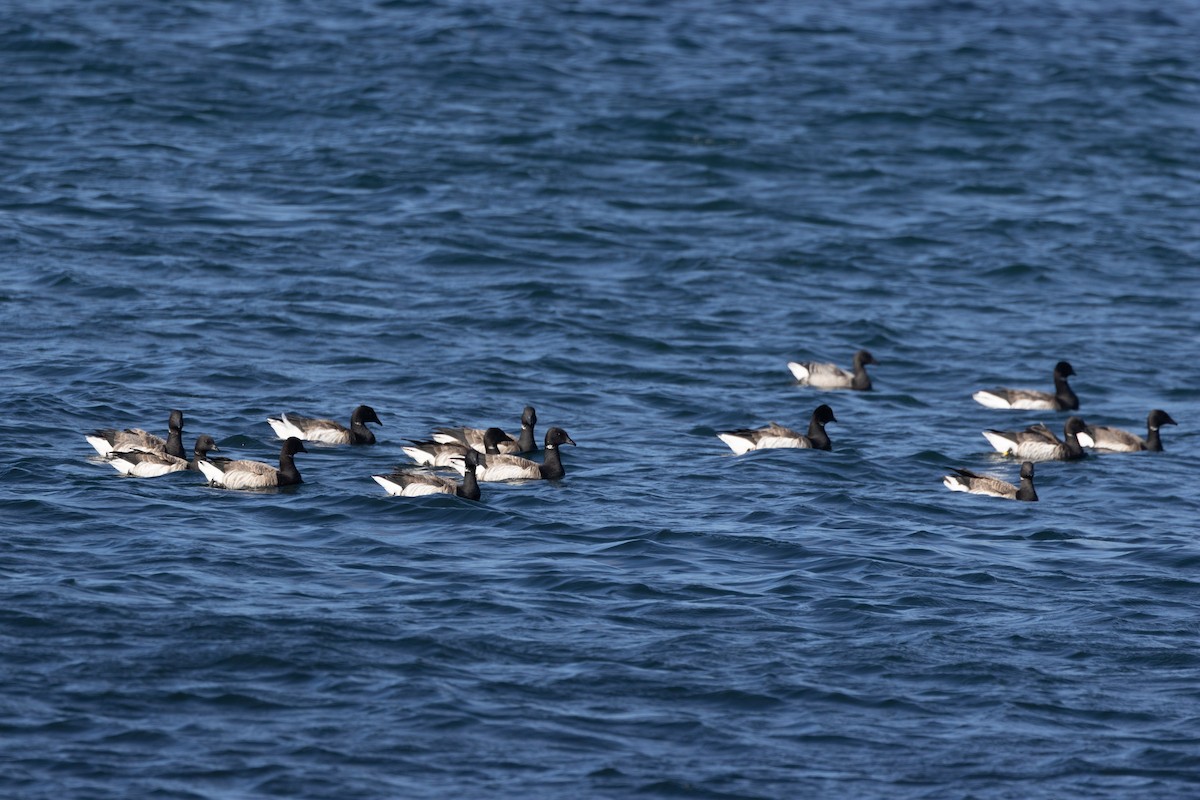 Brant - ML641870402