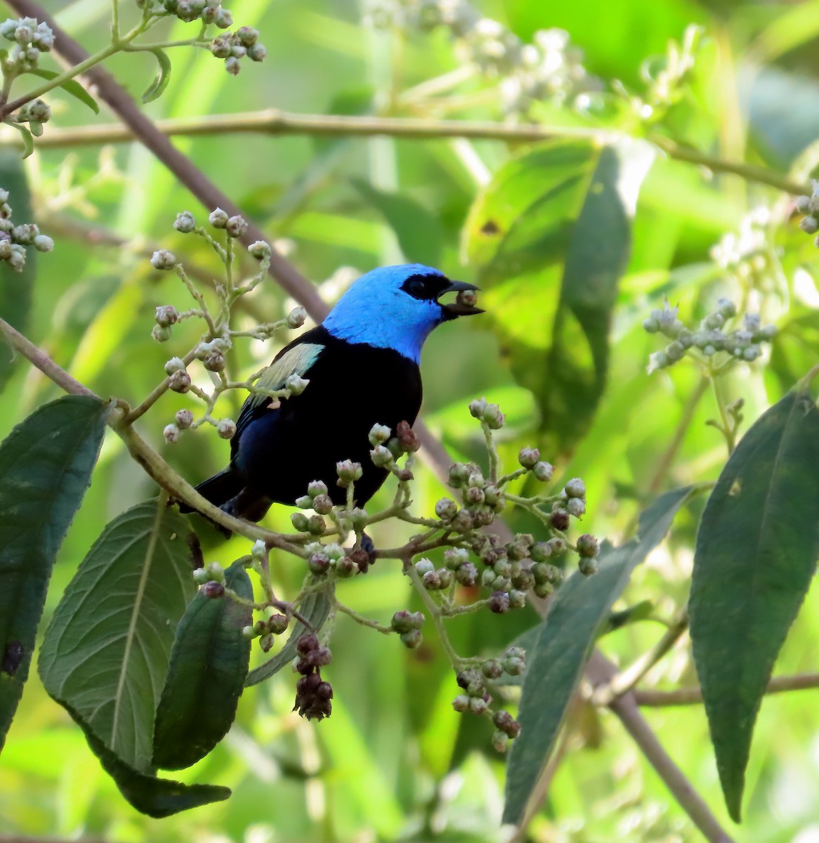 Blue-necked Tanager - ML641870440