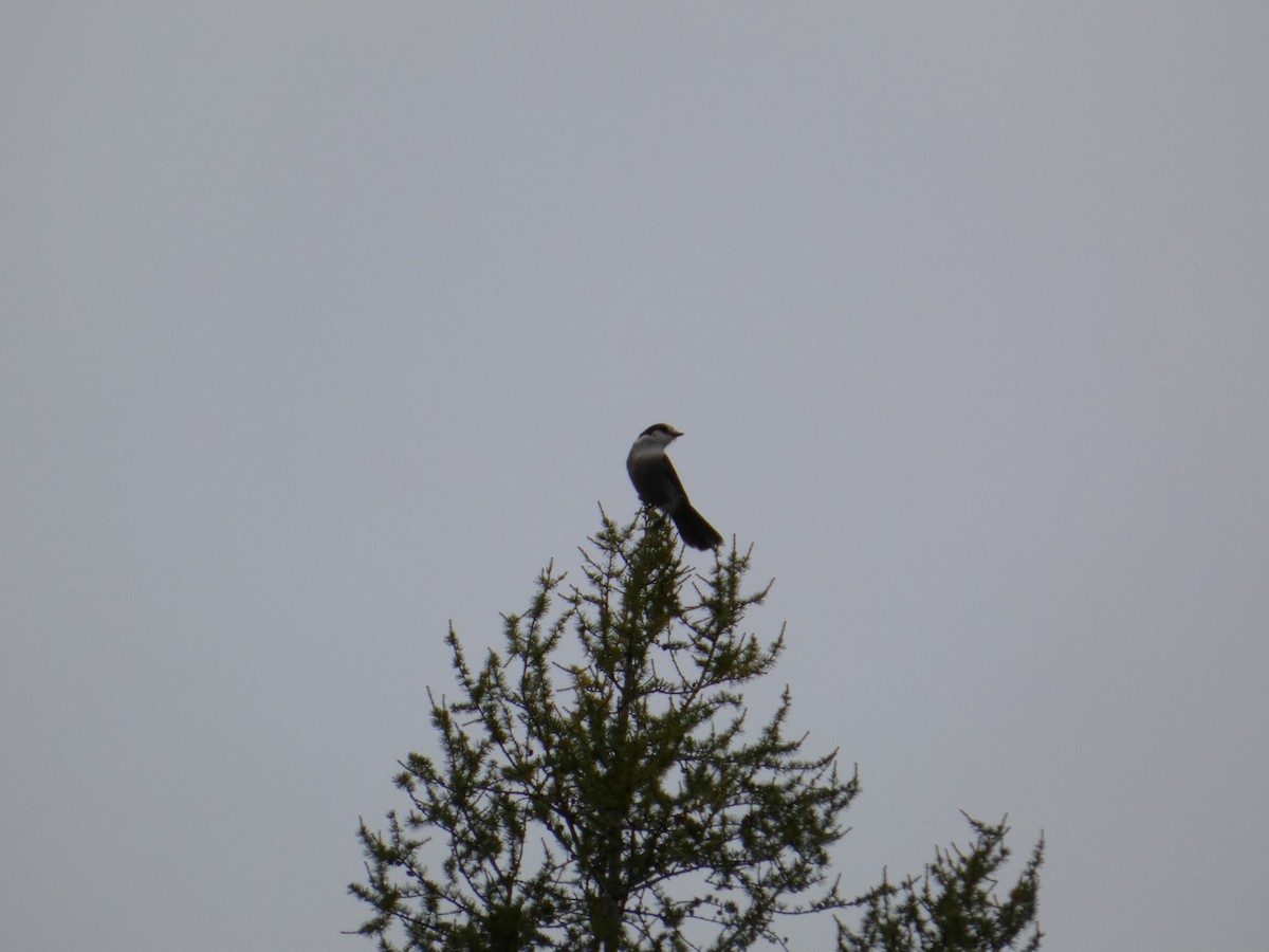 Canada Jay - ML641870459