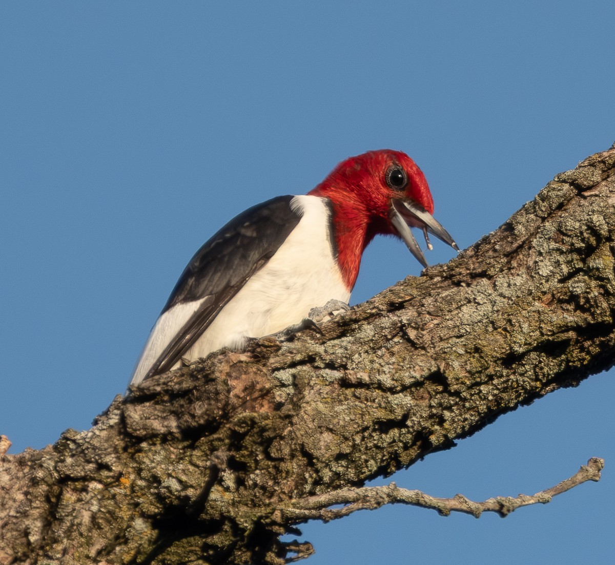 Red-headed Woodpecker - ML641870465