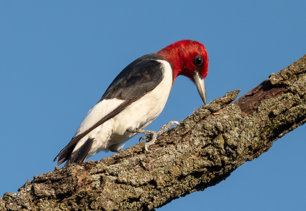 Red-headed Woodpecker - ML641870466