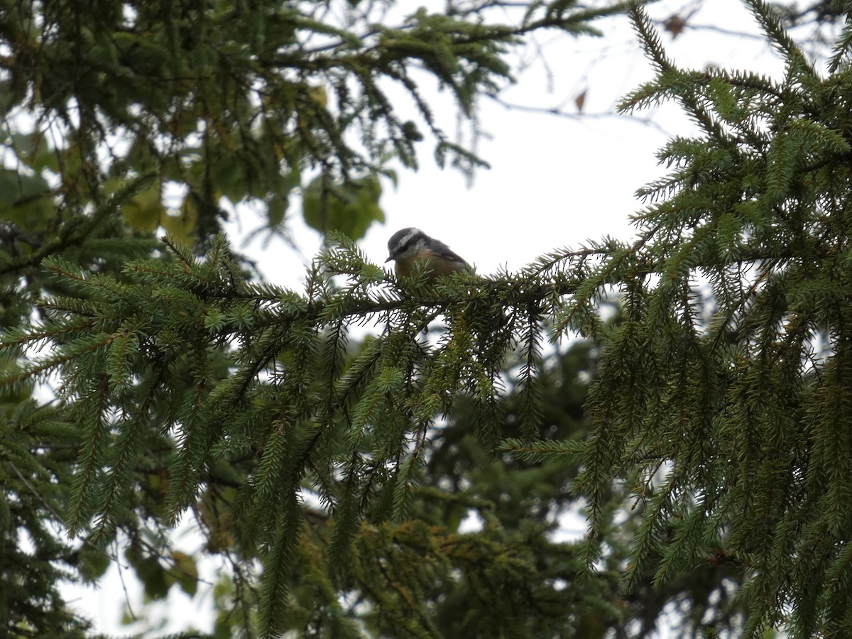 Red-breasted Nuthatch - ML641870470